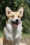 CORGI PEMBROKE 013